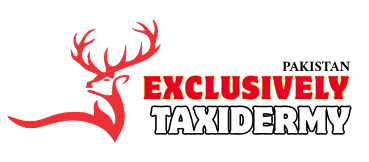 Exclusively Taxidermy Pakistan