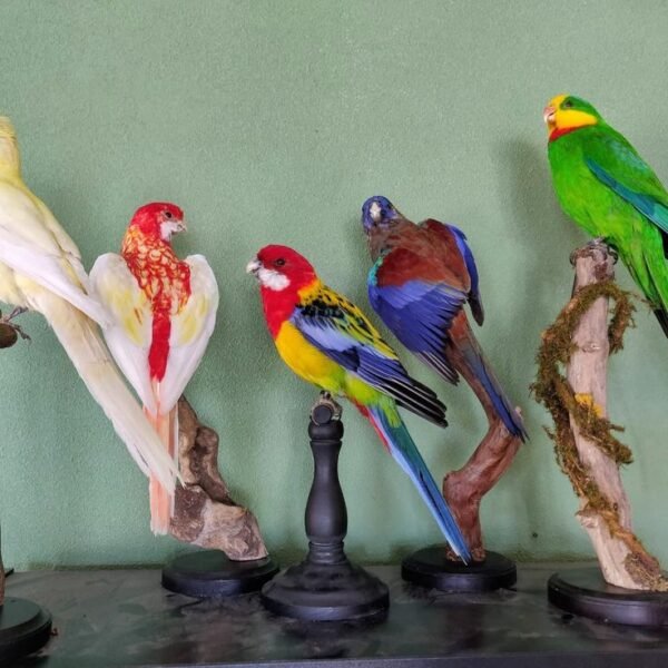 Australian Parrot & Rosella Collection