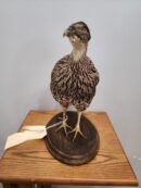 Francolin Full Body Mount