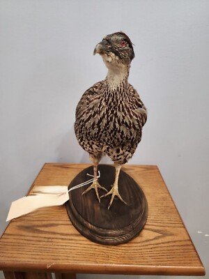 Francolin Full Body Mount