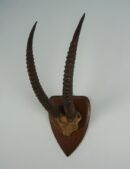 Sable Antelope Horns