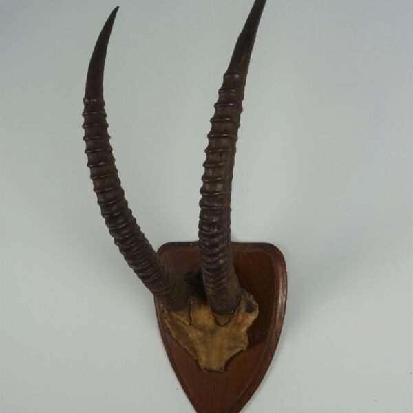 Sable Antelope Horns