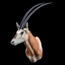 Arabian Oryx Shoulder Mount