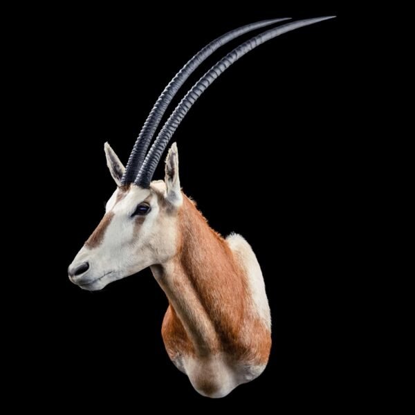 Arabian Oryx Shoulder Mount