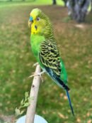 Australian Budgerigar