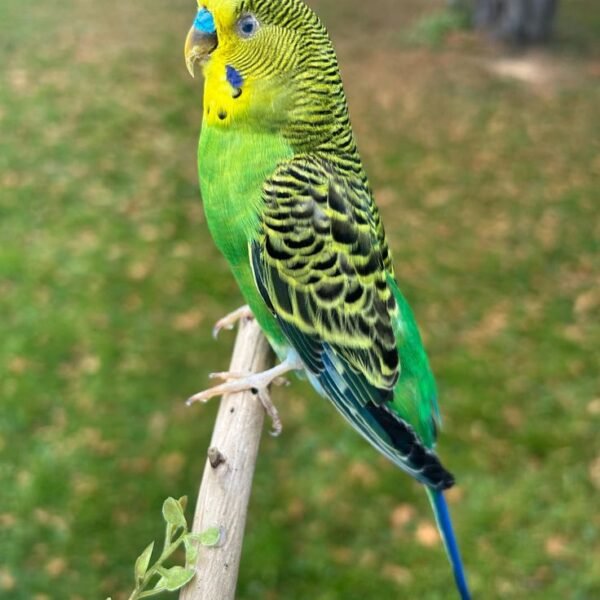 Australian Budgerigar