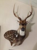 Axis Deer
