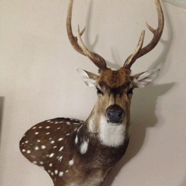 Axis Deer Shoulder Mount