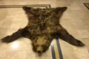 Grizzly Brown Bear Rug Mount