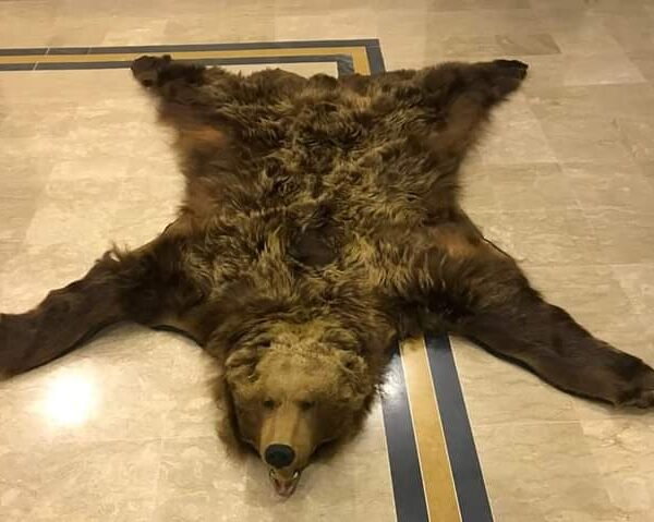Grizzly Brown Bear Rug Mount