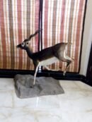 Full Body Blackbuck Habitat Mount