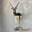 Blackbuck Wall Pedestal Mount