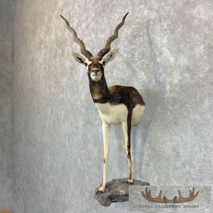 Blackbuck Wall Pedestal Mount
