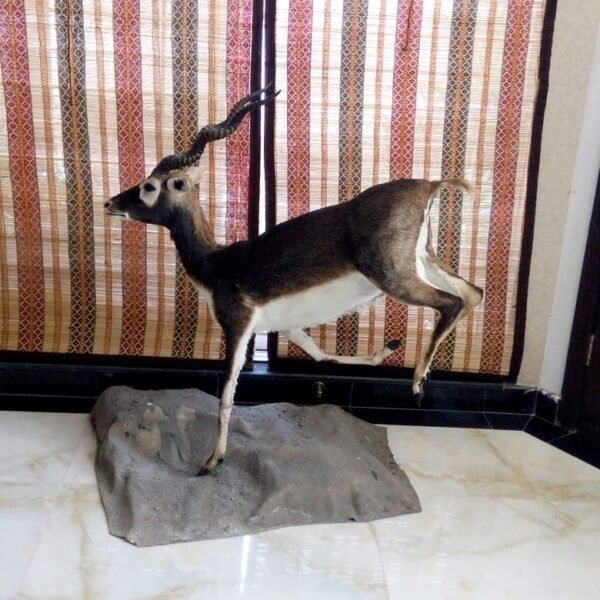 Full Body Blackbuck Habitat Mount