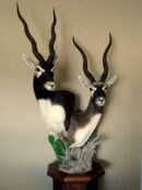 Blackbuck Double Pedestal Mount