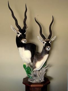 Blackbuck Double Pedestal Mount