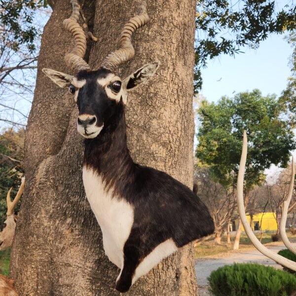 Blackbuck Shoulder Mount