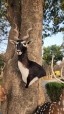 Blackbuck Shoulder Mount