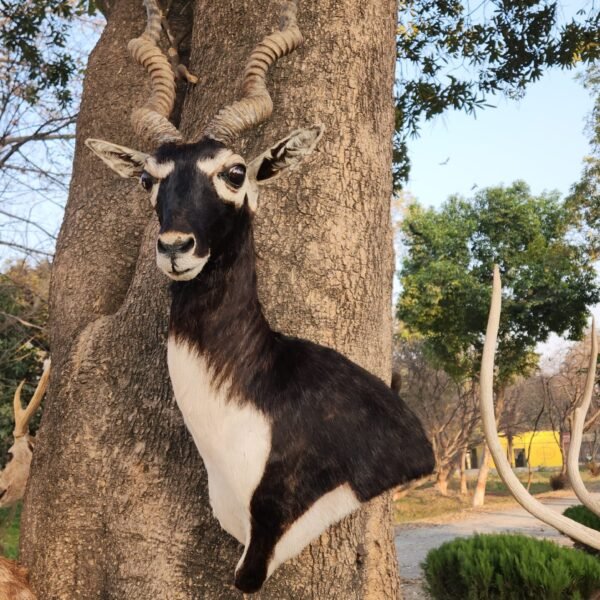 Blackbuck Shoulder Mount