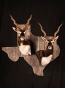 Blackbuck Double Wall Shield Mount