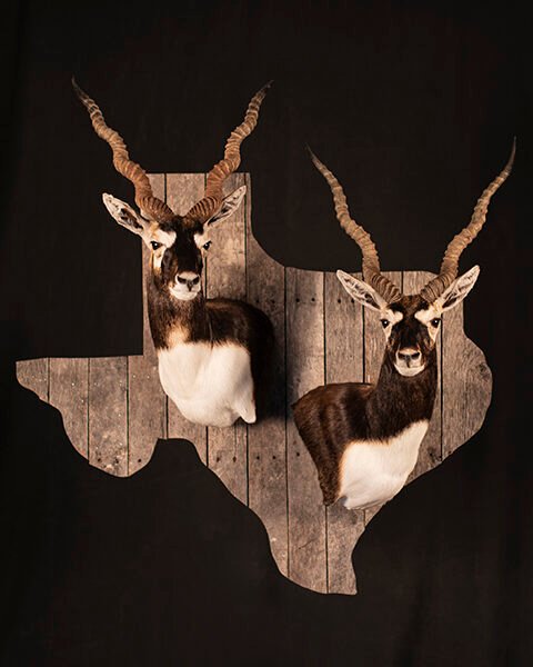 Blackbuck Double Wall Shield Mount
