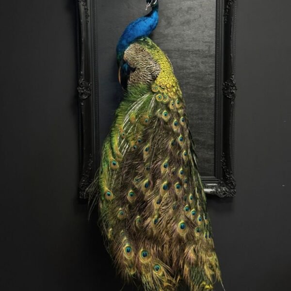 Black-Shouldered Peafowl
