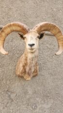 Balochistan Urial Shoulder Mount