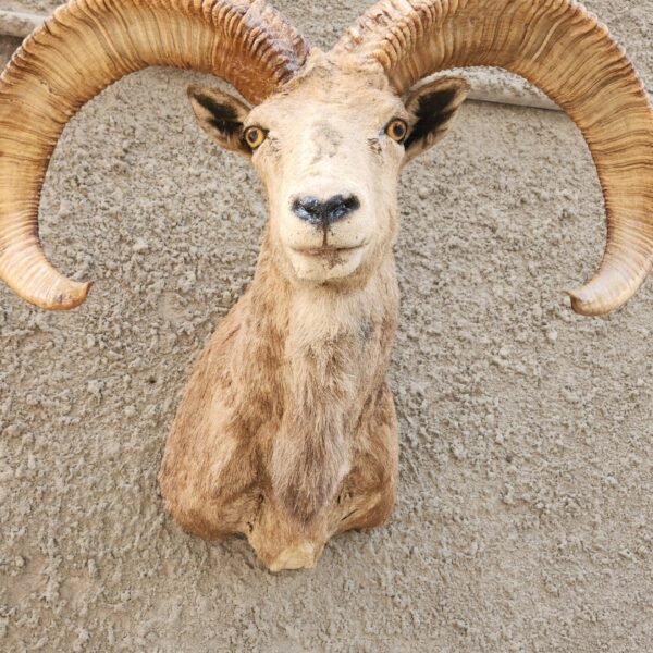 Balochistan Urial Shoulder Mount