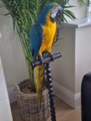 Blue-and-Gold Macaw