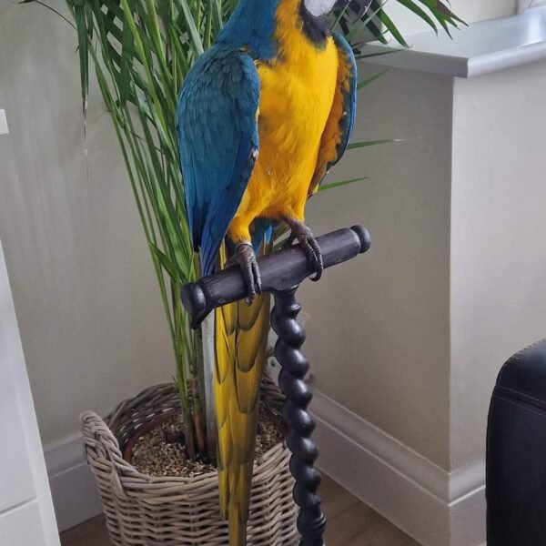 Blue-and-Gold Macaw