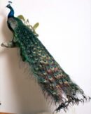 Blue Shoulder Peacock