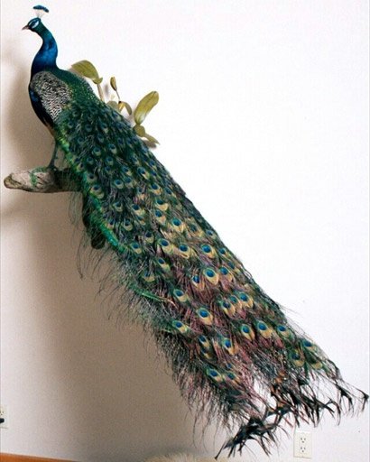 Blue Shoulder Peacock