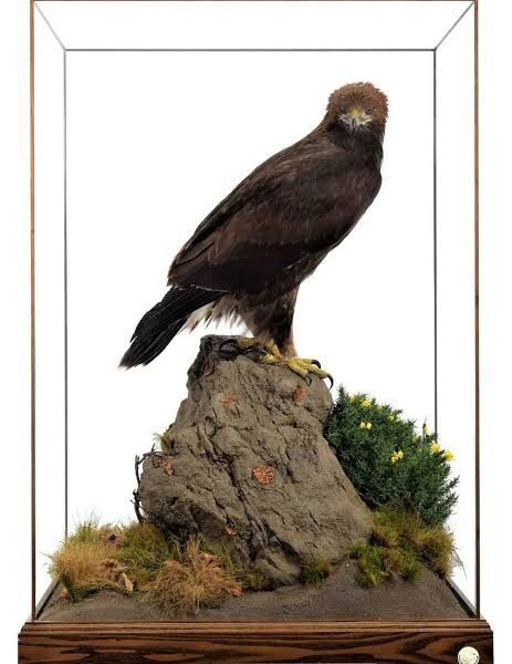 Bonelli's Eagle Full Body Case Mount