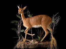 Female Chinkara (Indian Gazelle) Full Body Habitat Mount