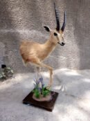 Male Chinkara (Indian Gazelle) Half-Body Pedestal Mount
