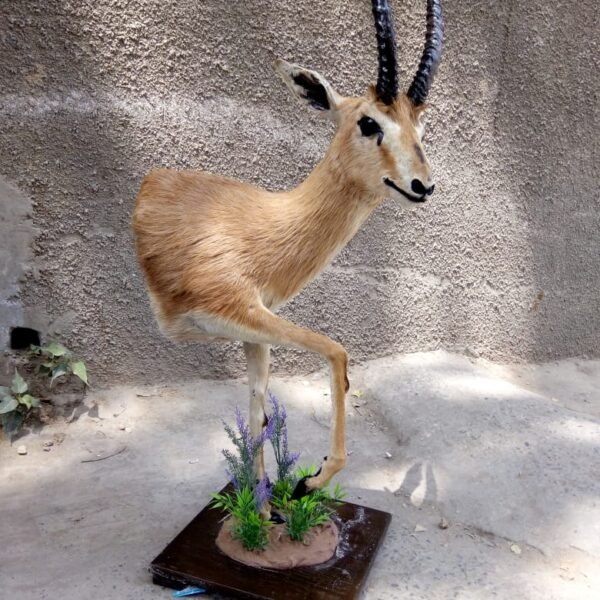 Male Chinkara (Indian Gazelle) Half-Body Pedestal Mount