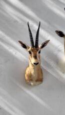 Male Chinkara (Indian Gazelle) Shoulder Mount