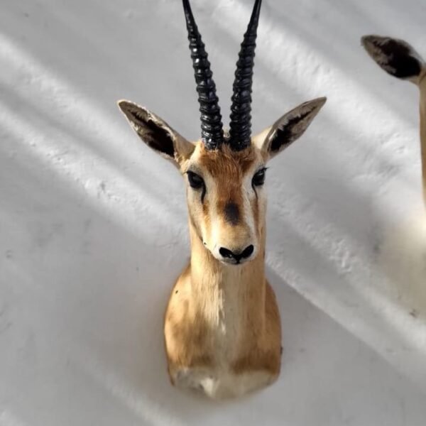 Male Chinkara (Indian Gazelle) Shoulder Mount