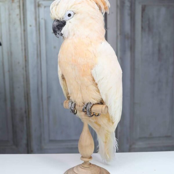 Moluccan Cockatoo