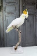 Sulphur-crested Cockatoo
