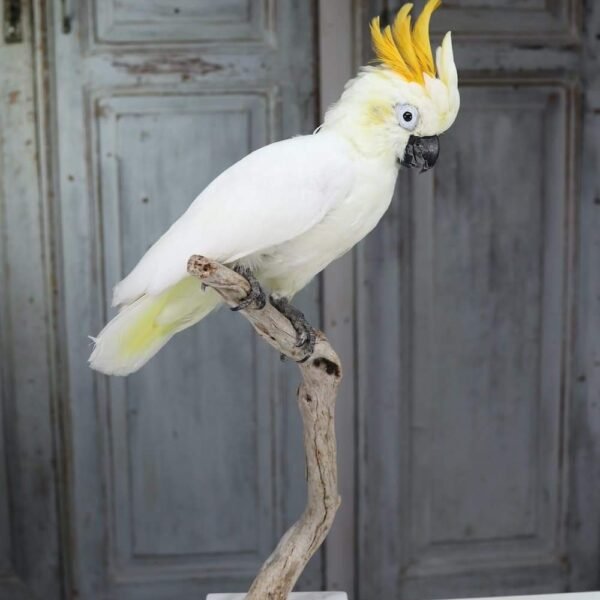 Sulphur-crested Cockatoo