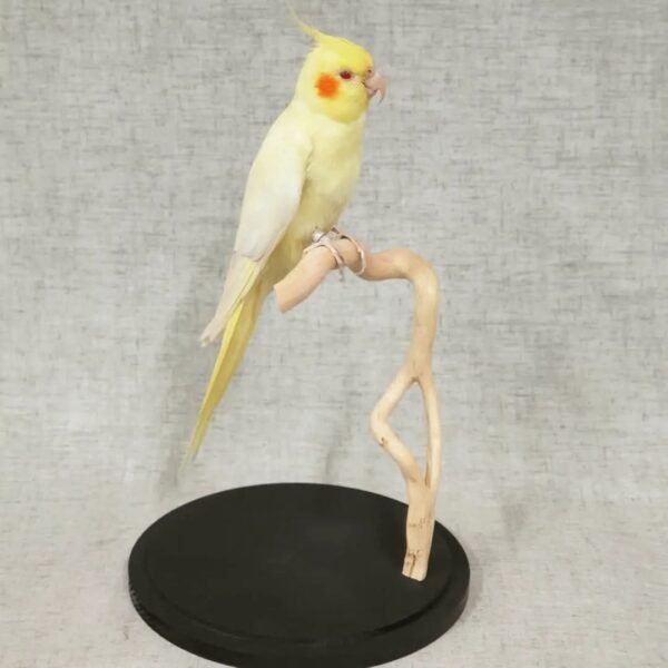 Lutino Cockatiel Full Body Mount