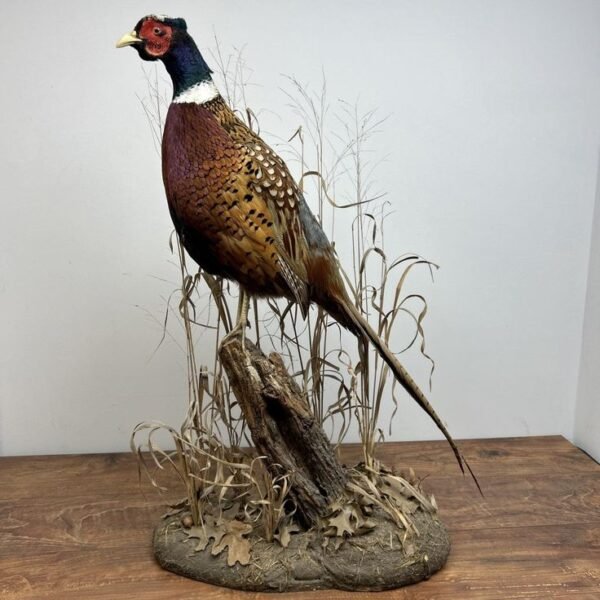 Ring-necked Pheasant