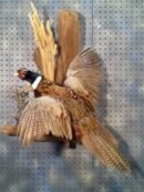 Ring-necked Pheasant