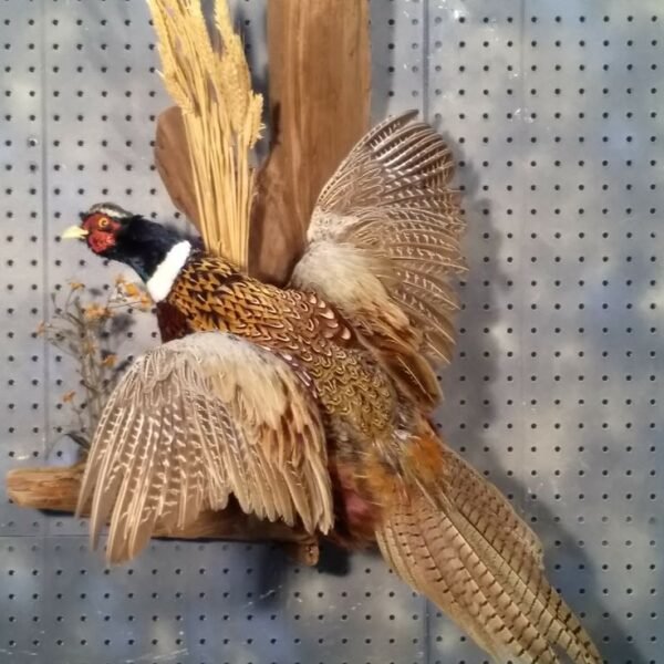 Ring-necked Pheasant