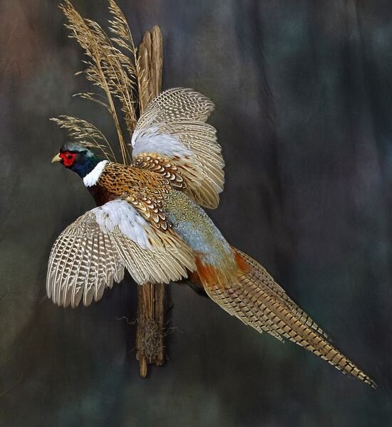 Ring-necked Pheasant