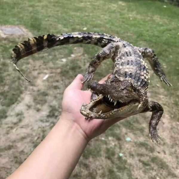 Juvenile Crocodile Full Body Mount