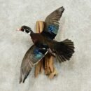Wood Duck Drake Flying Wall Mount
