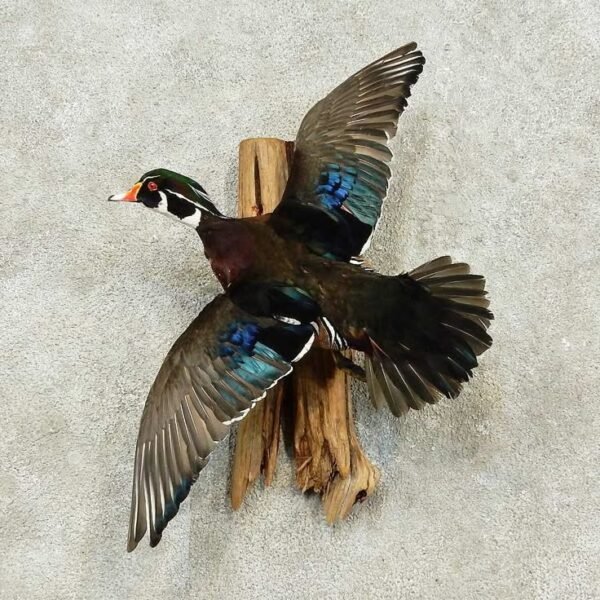 Wood Duck Drake Flying Wall Mount