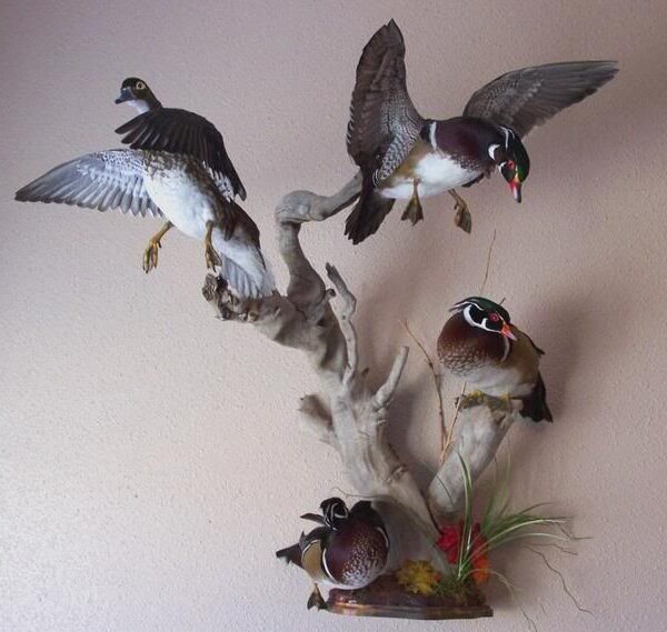 Wood Duck Trio Flying Scene